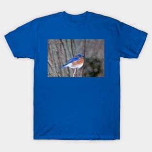 Eastern Bluebird T-Shirt